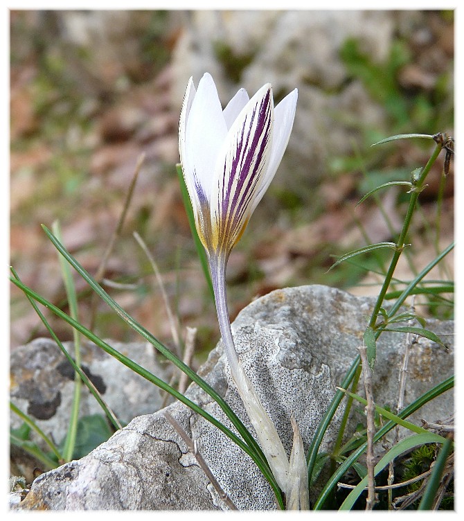 E'' arrivata  primavera.-Crocus biflorus e  Anemone hortensis